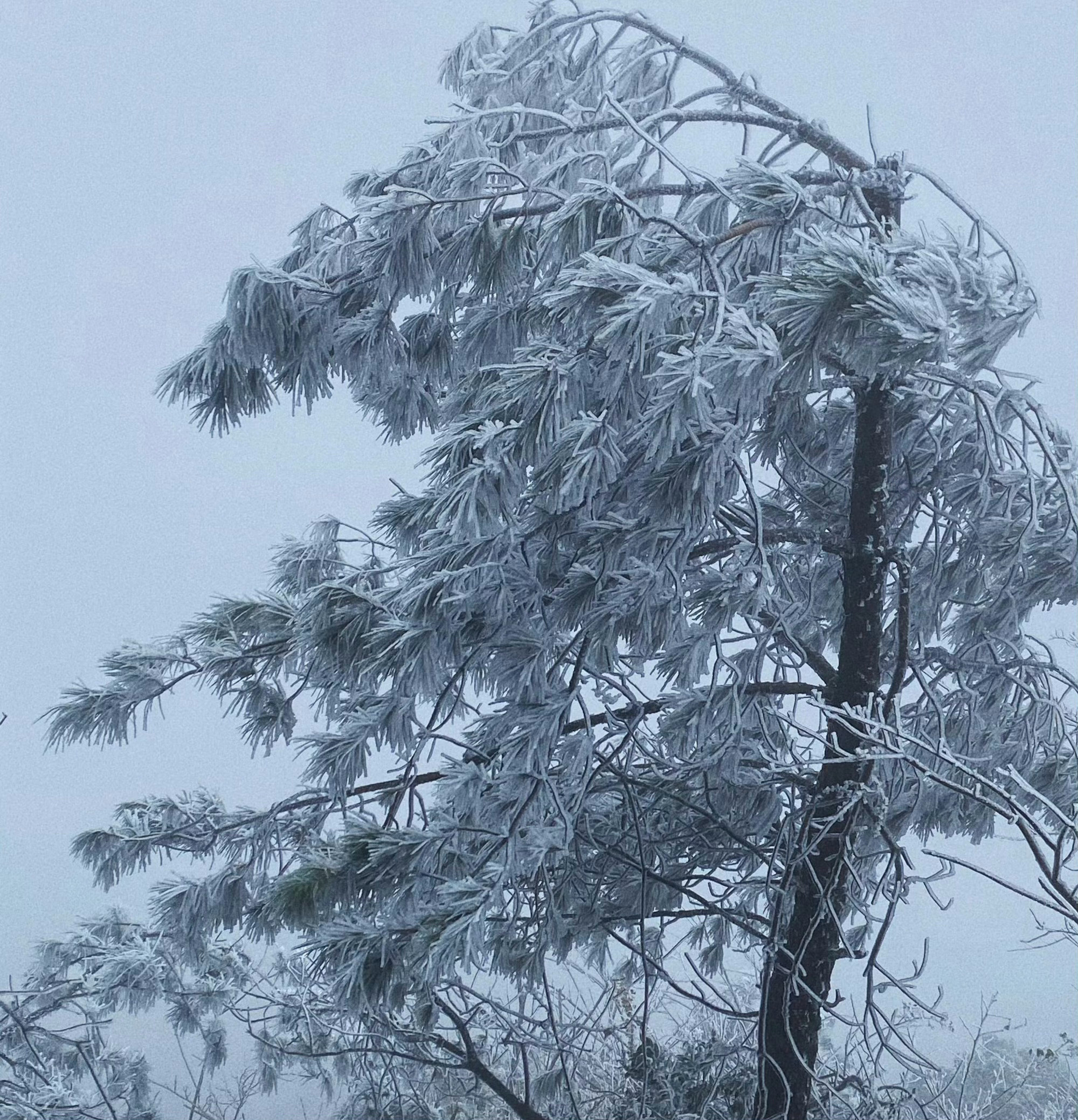 清遠北江雪落之美，最新下雪報道