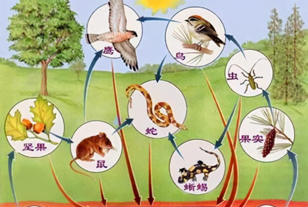 食物鏈在線觀看，揭秘自然界的奧秘與力量