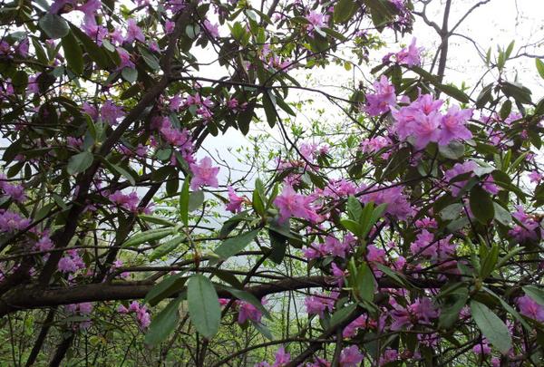 彭州中壩森林公園最新動態(tài)與魅力展現(xiàn)，自然美景盡收眼底